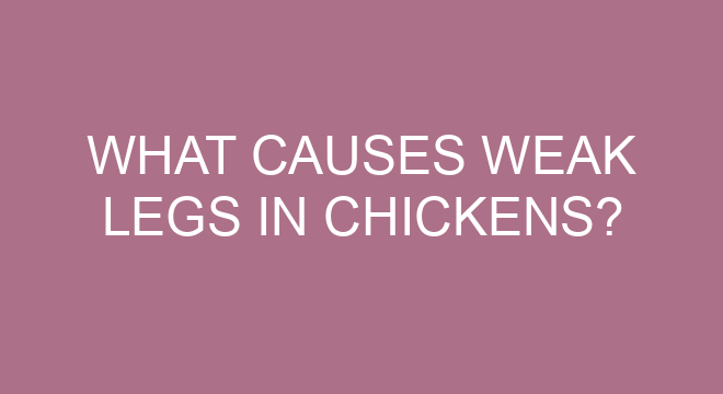 what-causes-weak-legs-in-chickens