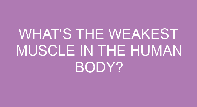 what-s-the-weakest-muscle-in-the-human-body